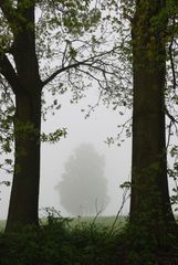 Baum im Nebel