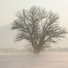 baum im nebel