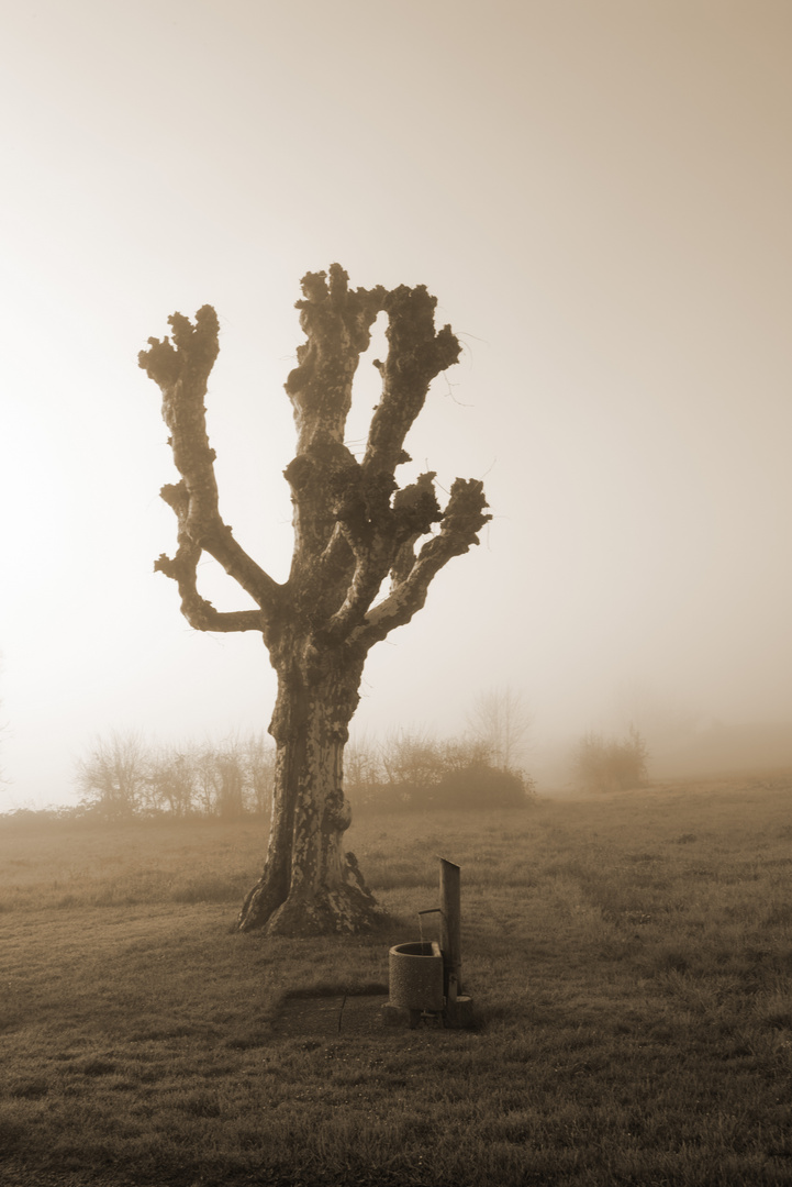 Baum im Nebel