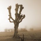 Baum im Nebel