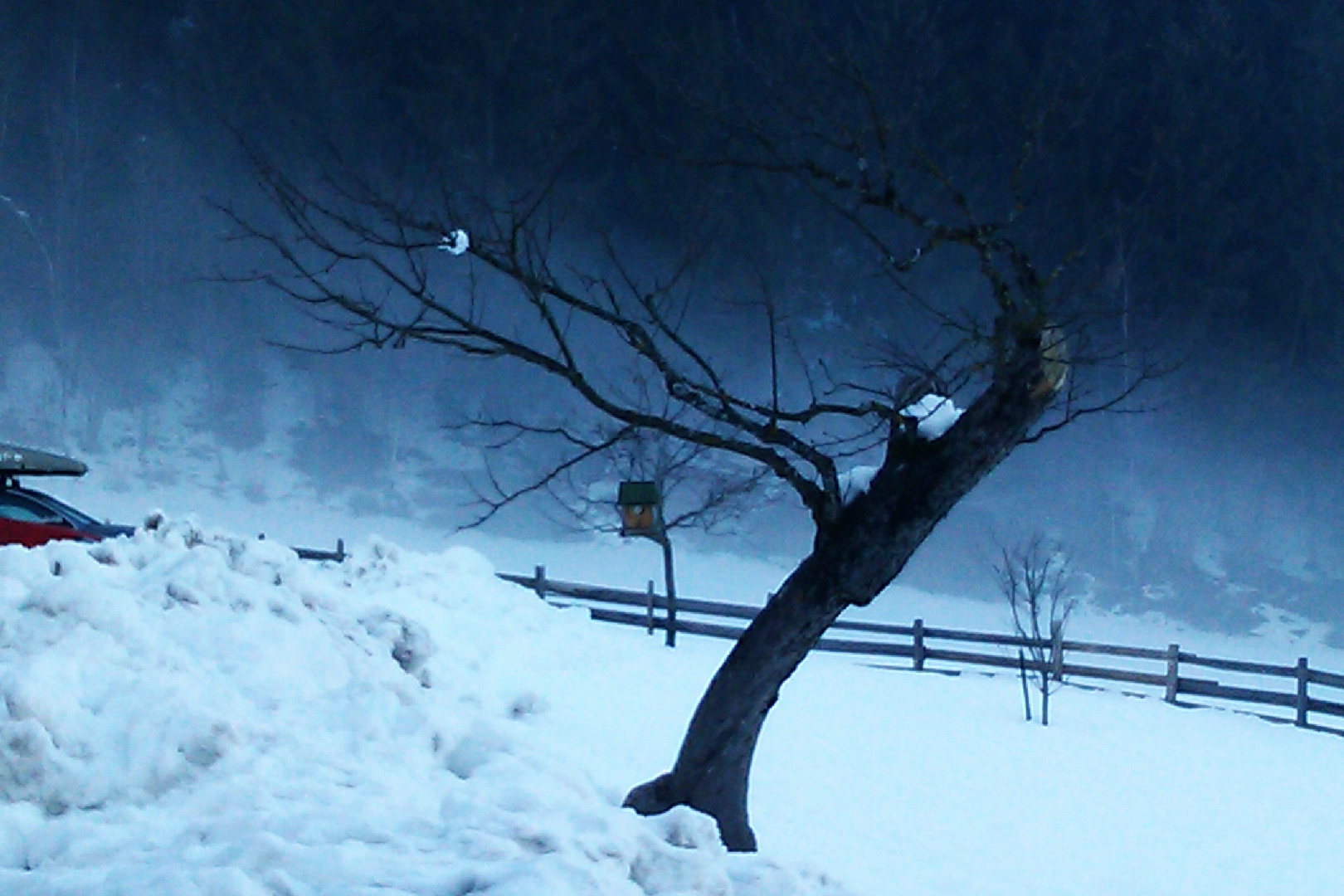 baum im Nebel