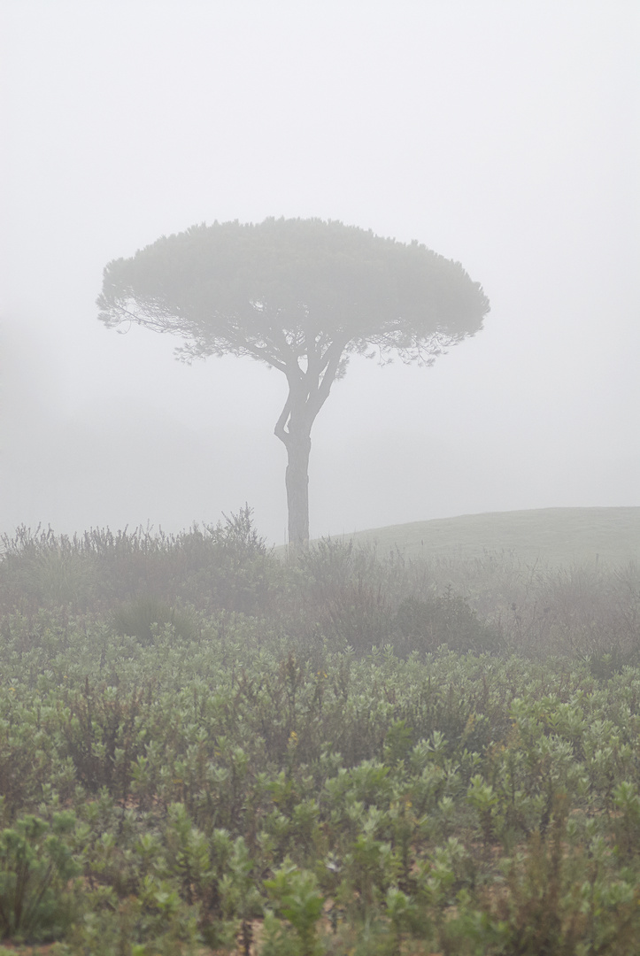 Baum im Nebel