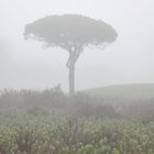 Baum im Nebel