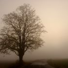 Baum im Nebel