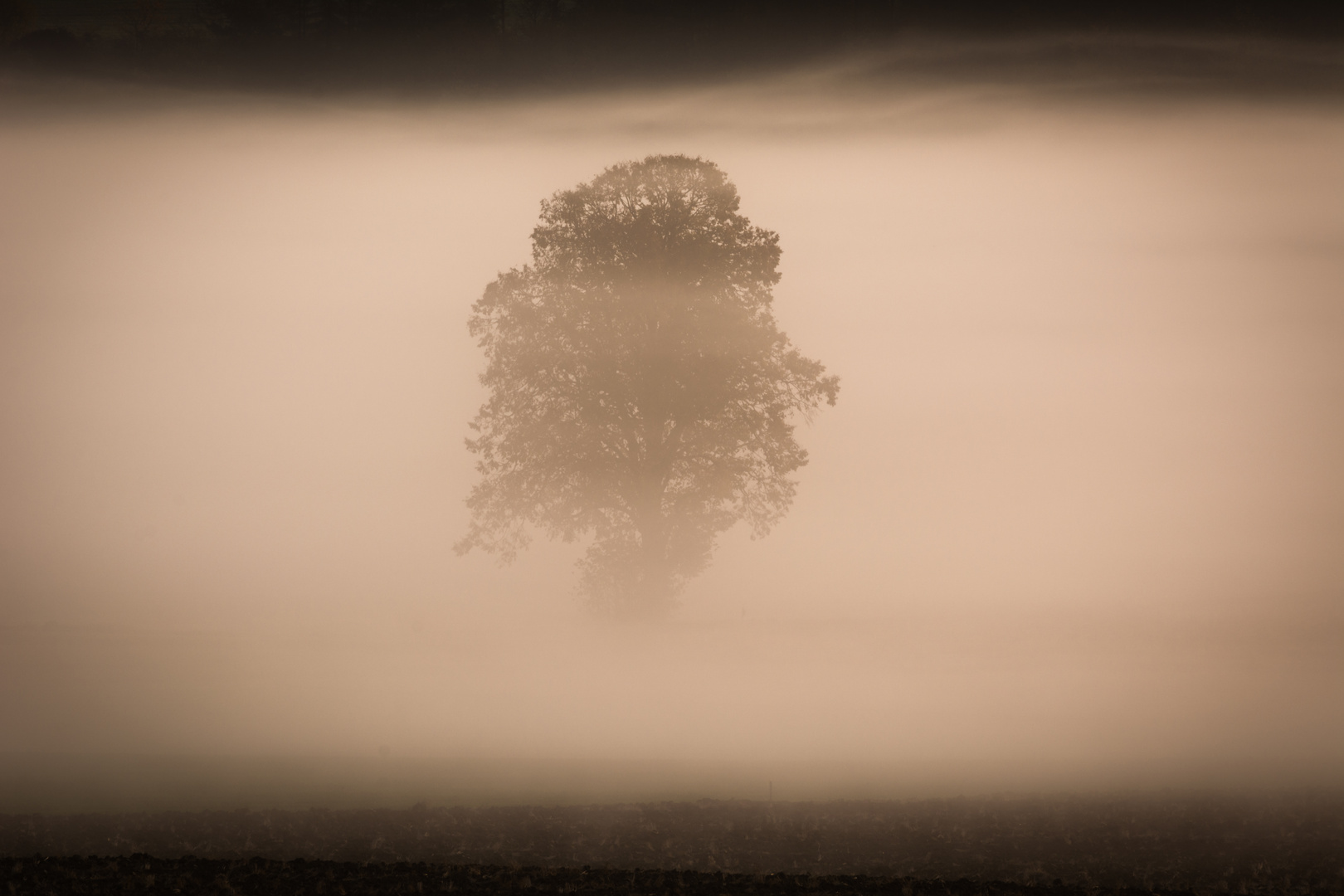 Baum im Nebel