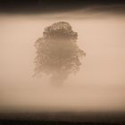 Baum im Nebel