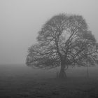 Baum im Nebel