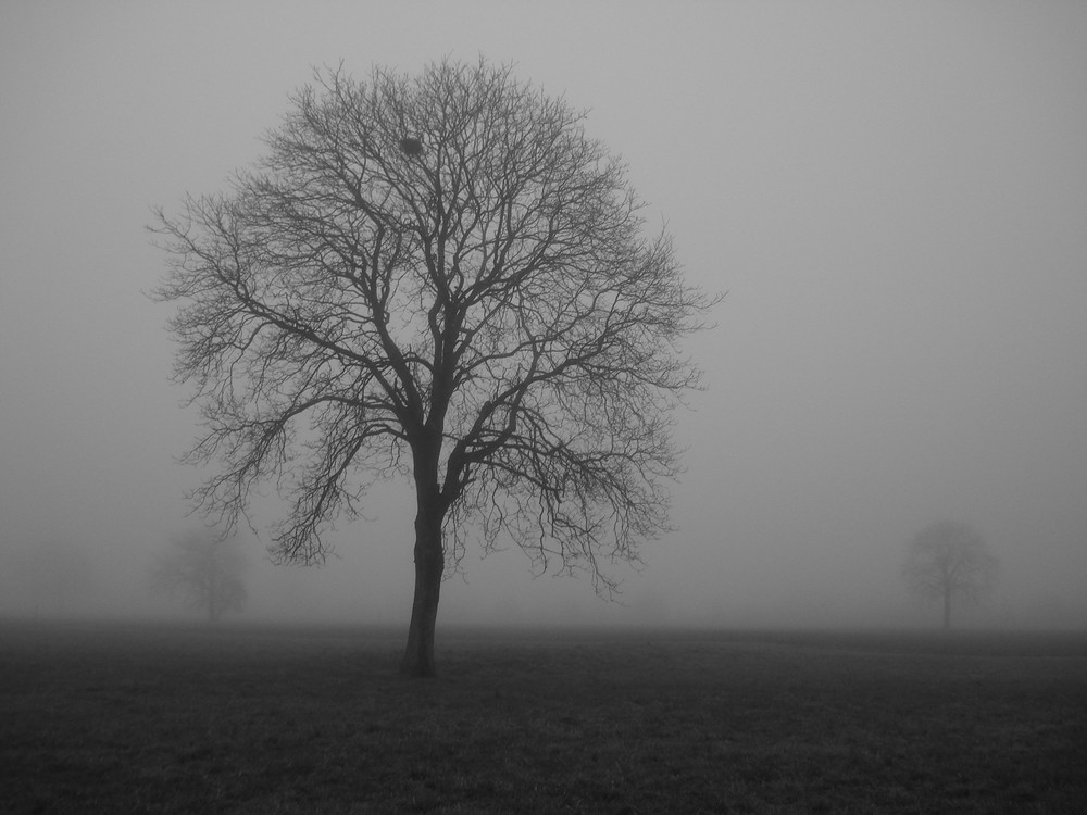 Baum im Nebel