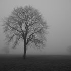 Baum im Nebel