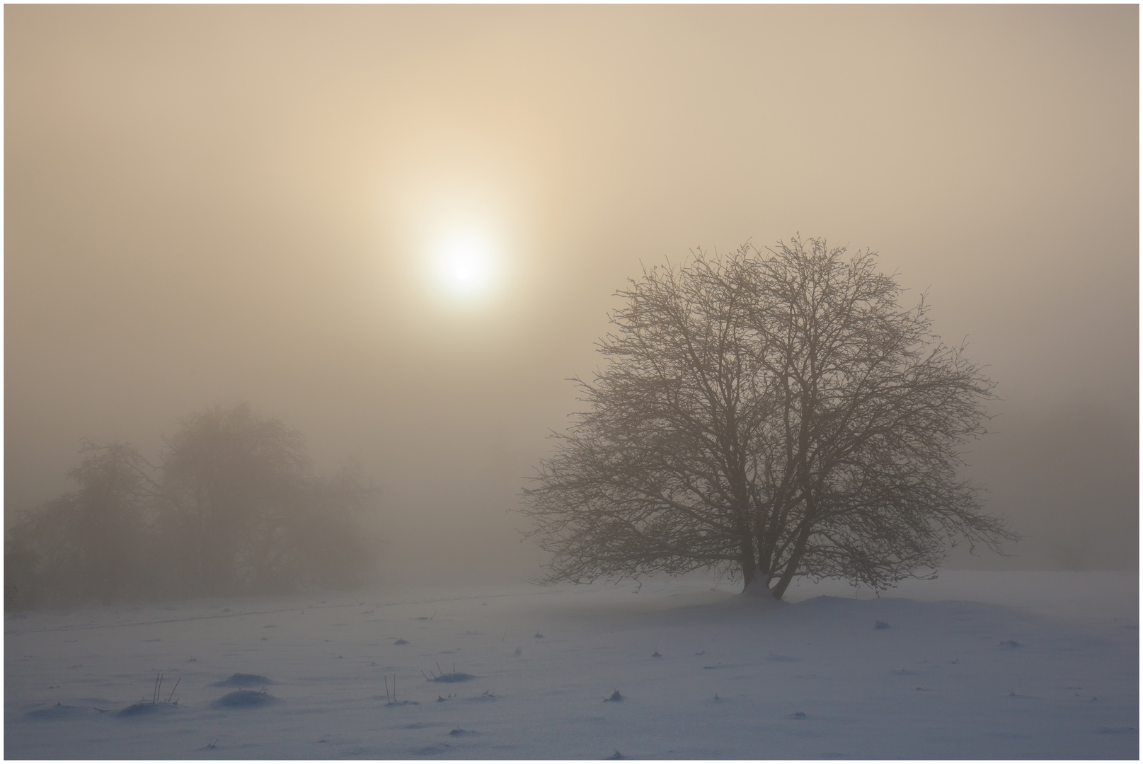 Baum im Nebel