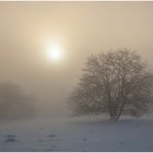 Baum im Nebel