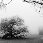 Baum im Nebel