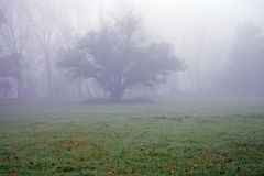 Baum im Nebel