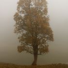 Baum im Nebel