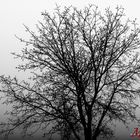 Baum im Nebel