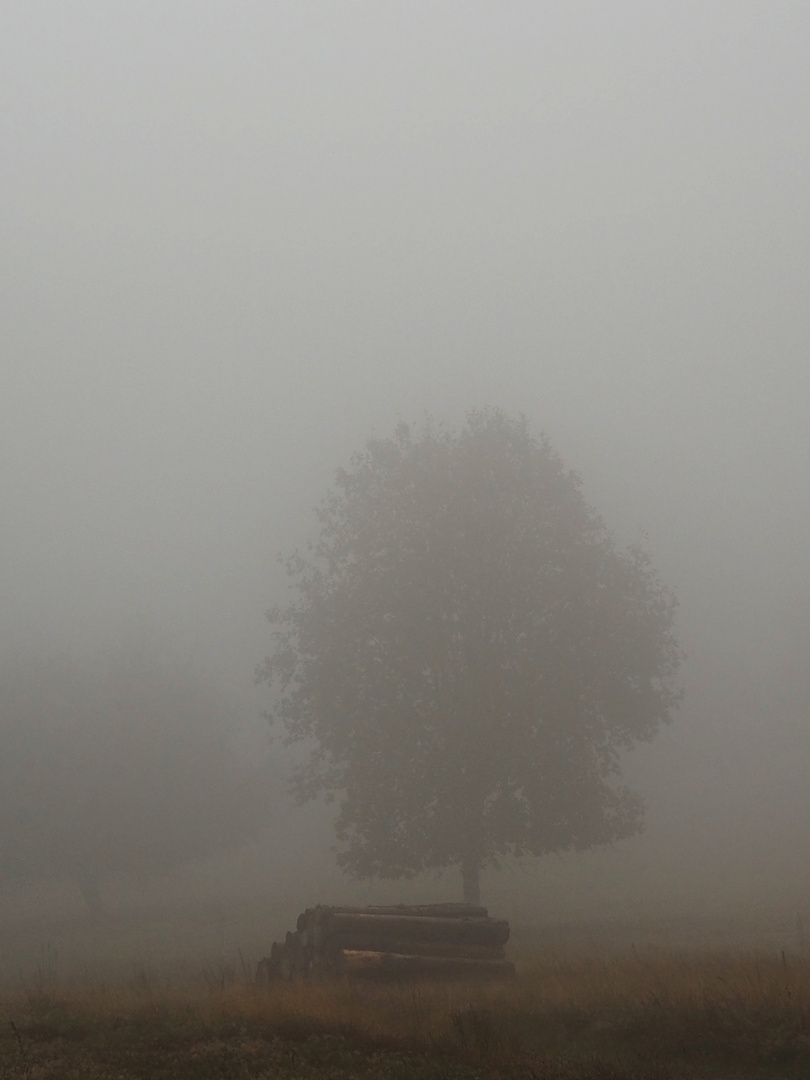 Baum im Nebel