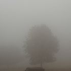 Baum im Nebel