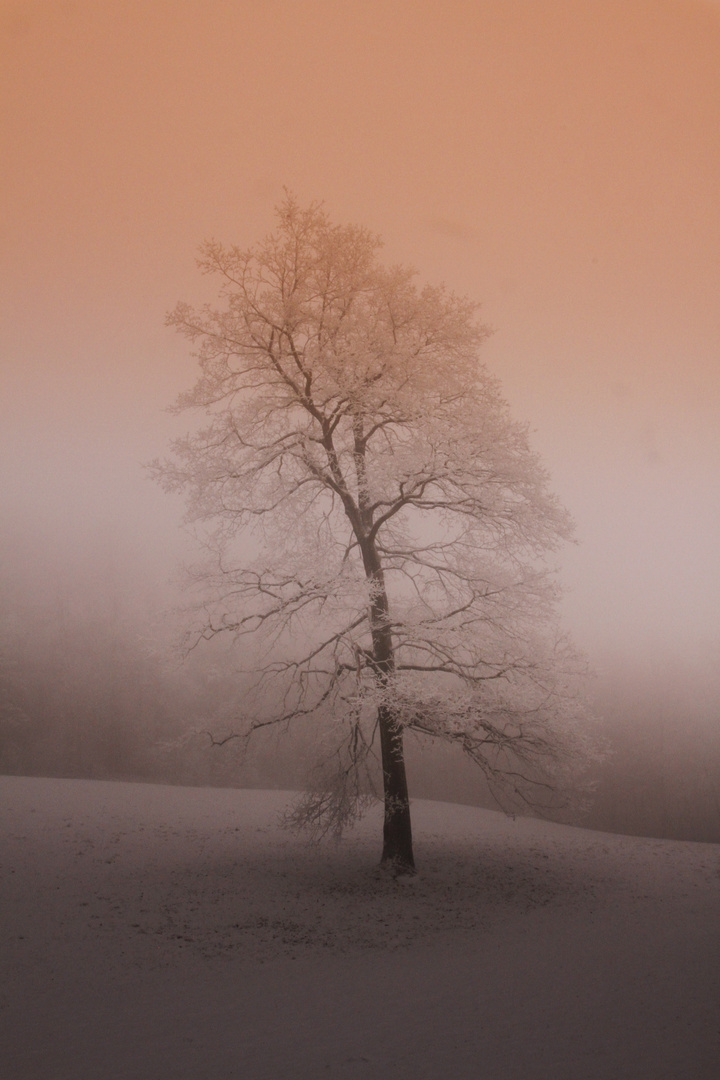 Baum im Nebel