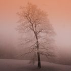 Baum im Nebel