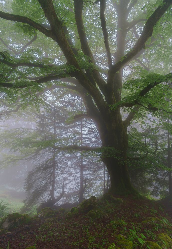 Baum im Nebel...