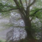 Baum im Nebel...