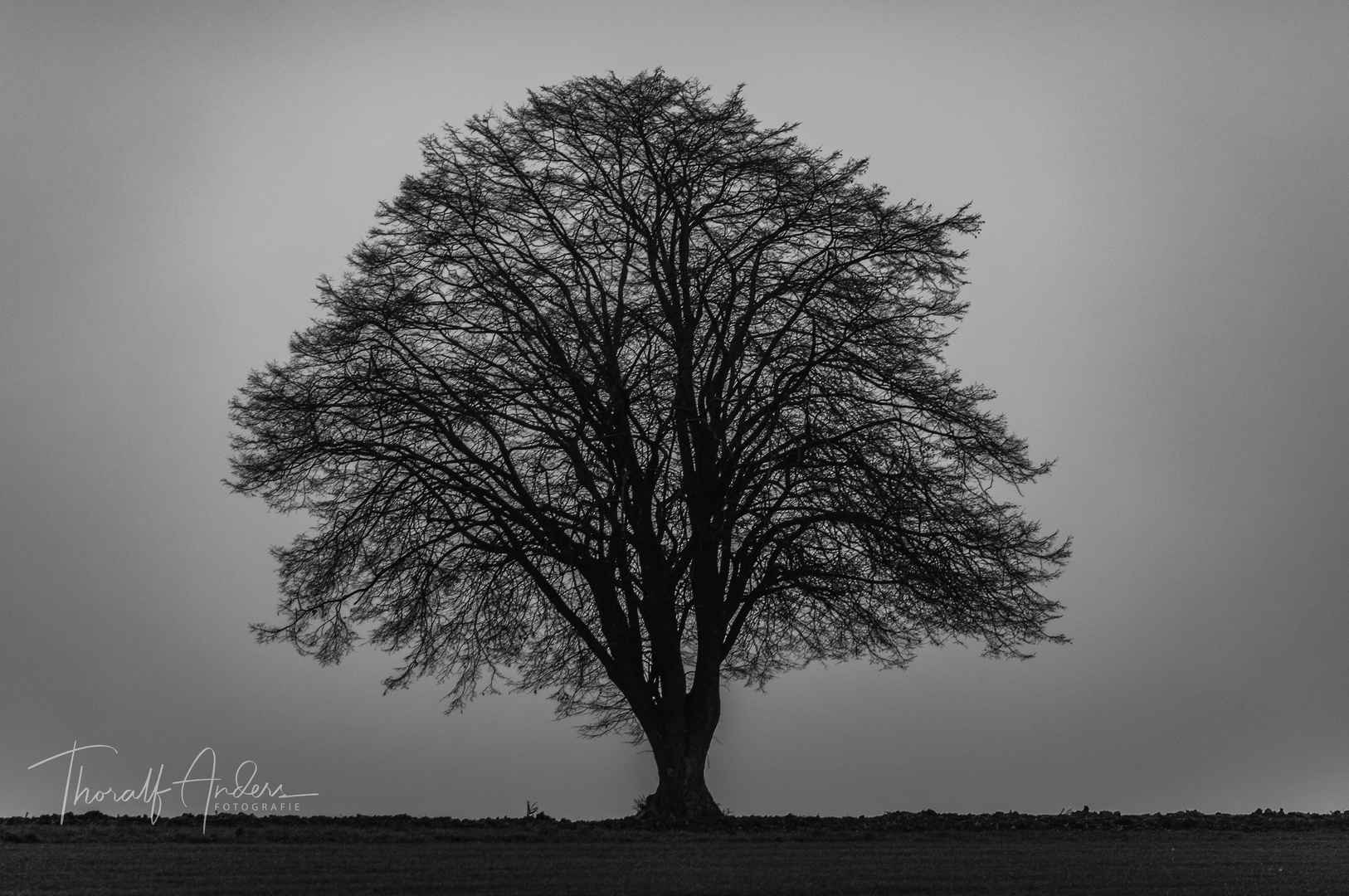 "Baum im Nebel"