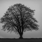 "Baum im Nebel"