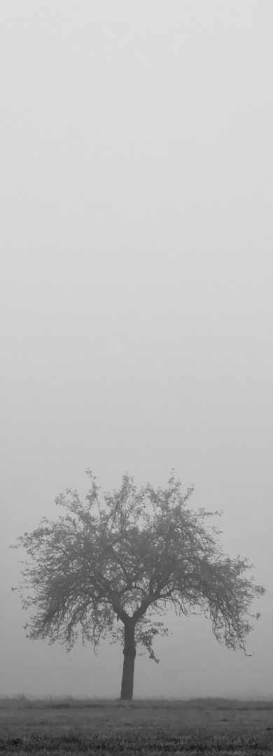 Baum im Nebel