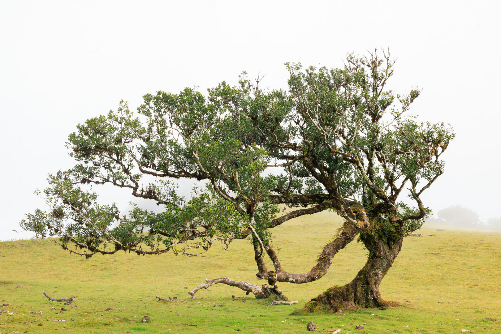 Baum im Nebel