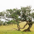 Baum im Nebel