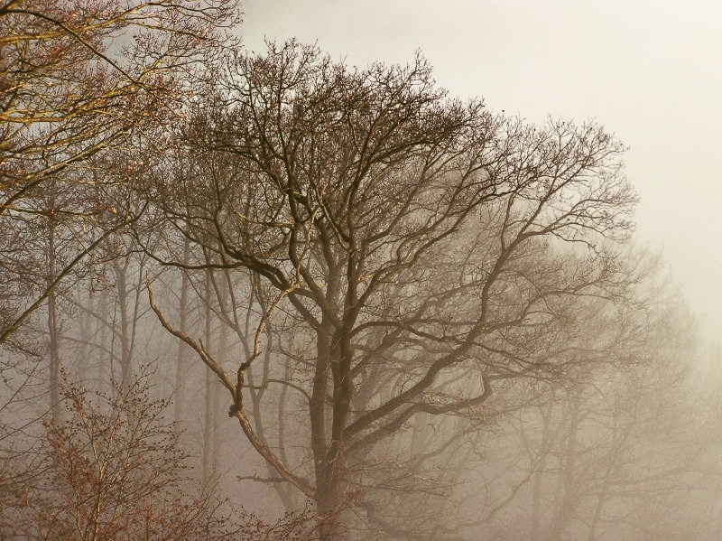 Baum im Nebel 