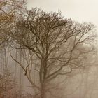 Baum im Nebel 