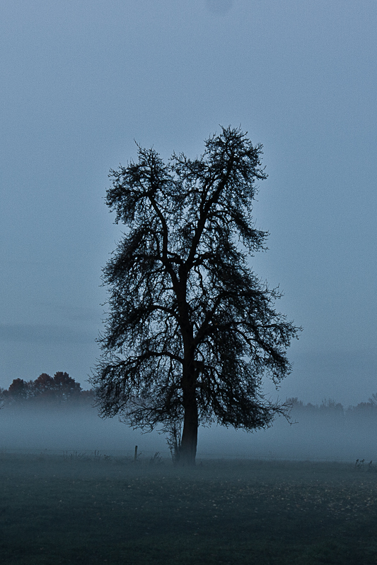 Baum im Nebel