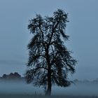 Baum im Nebel