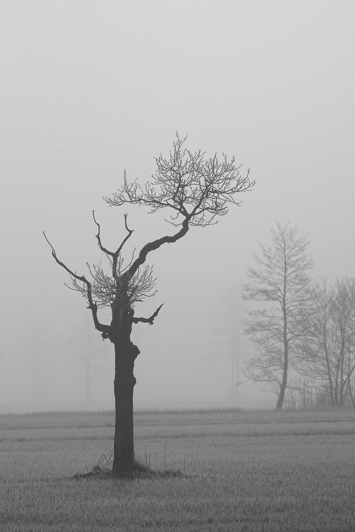 Baum im Nebel