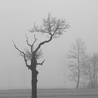 Baum im Nebel