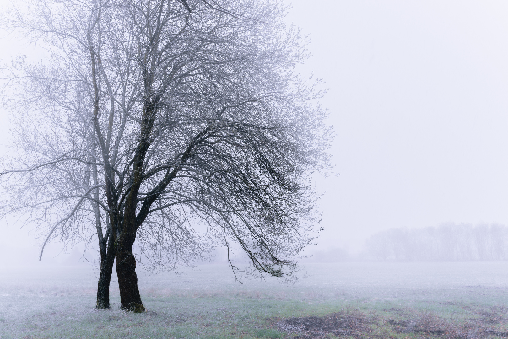 Baum im Nebel