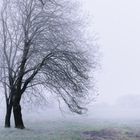 Baum im Nebel