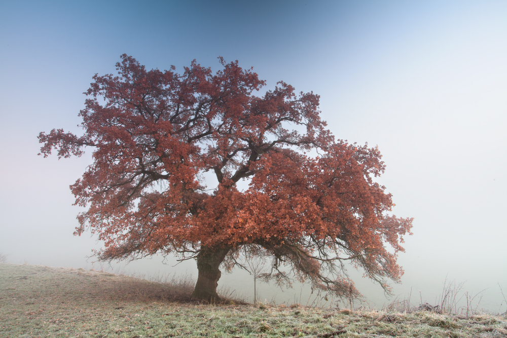 Baum im Nebel