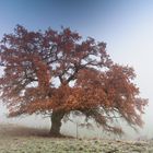 Baum im Nebel