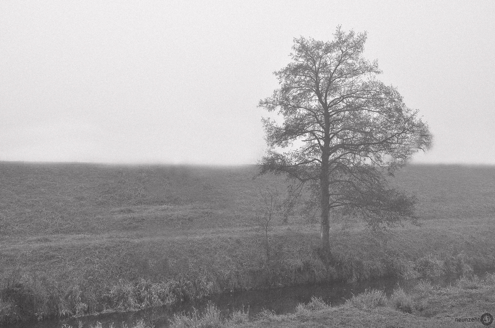 Baum im Nebel