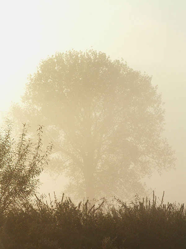 Baum im Nebel