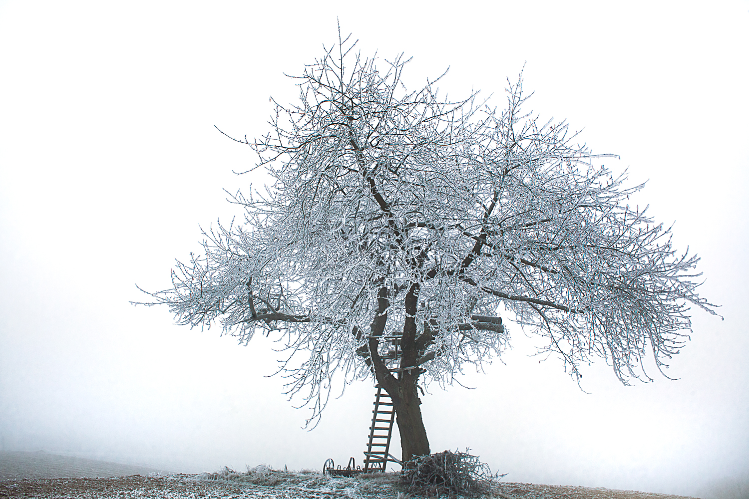 Baum im Nebel