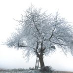 Baum im Nebel