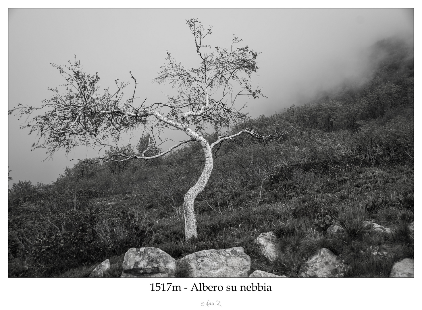 Baum im Nebel