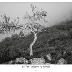 Baum im Nebel