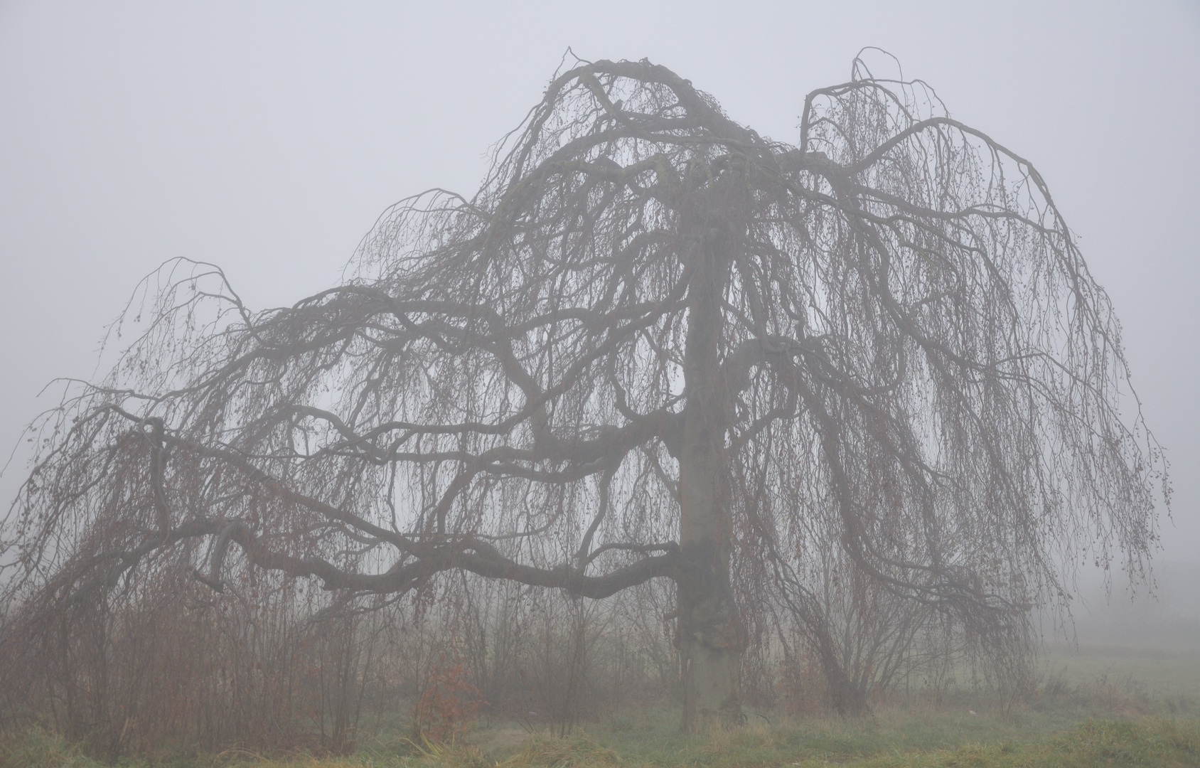 Baum im Nebel