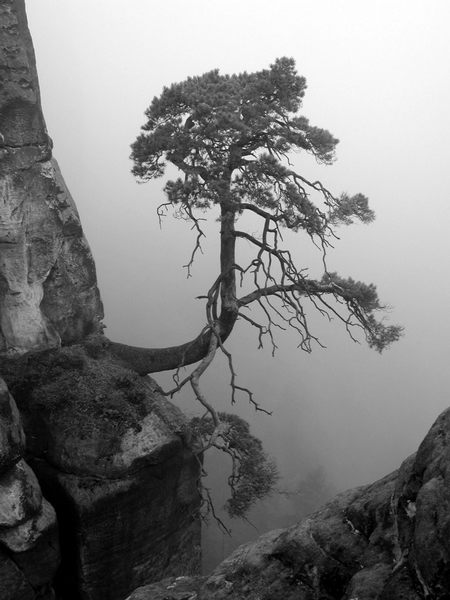 Baum im Nebel