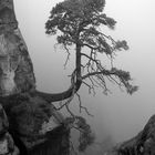 Baum im Nebel