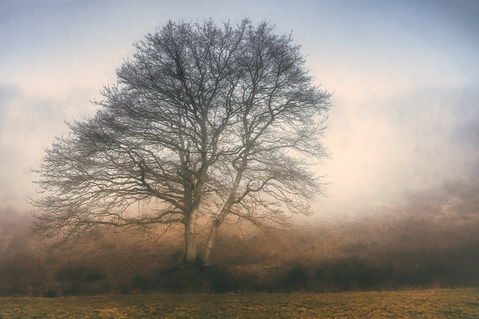 Baum im Nebel